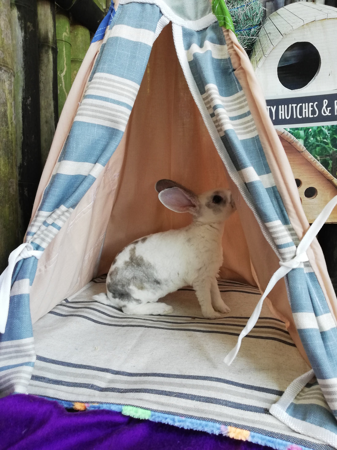 Understanding Bunny Behaviour