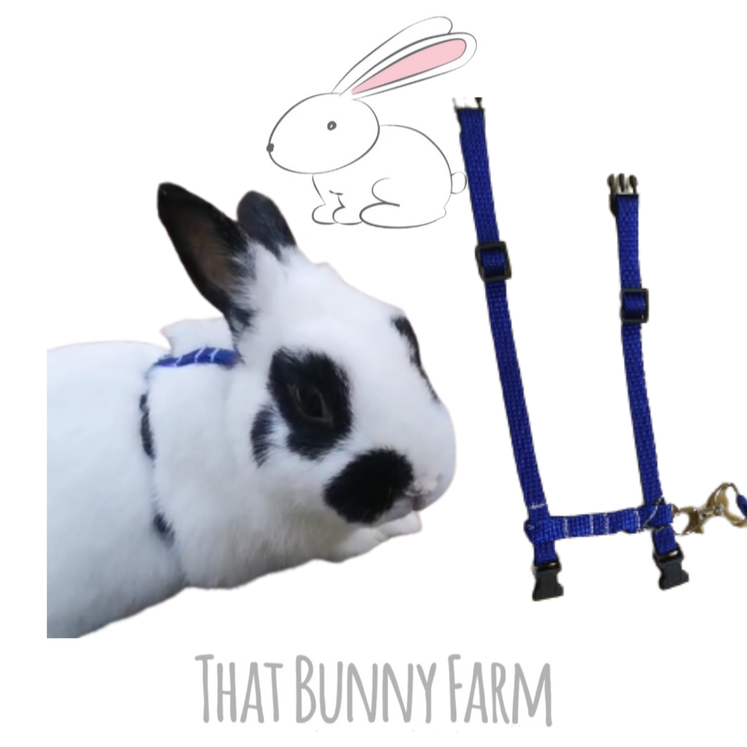 Rabbit lead and 2024 harness