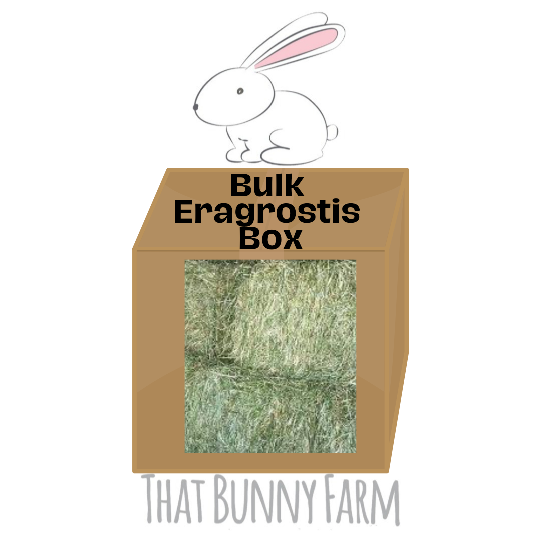 Bulk Eragrostis That Bunny Farm