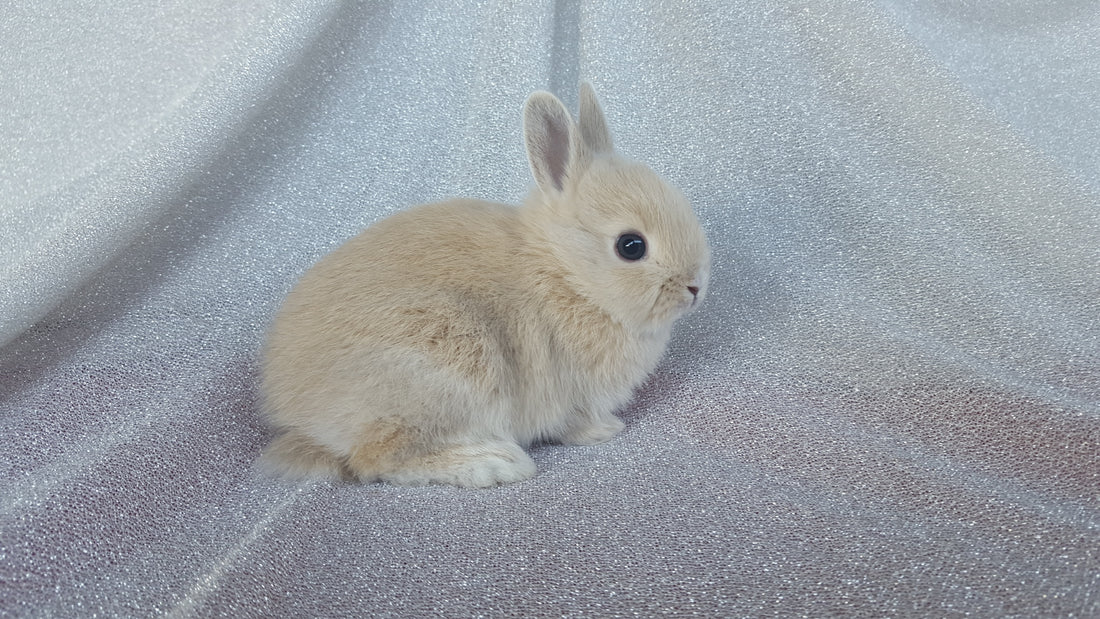 Netherland Dwarf