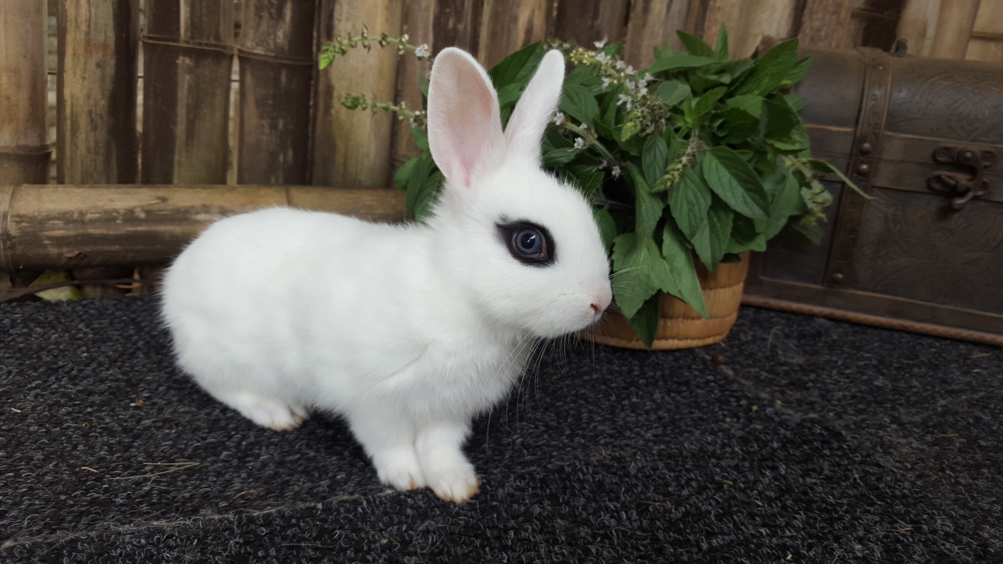 Dwarf Hotot Full Grown