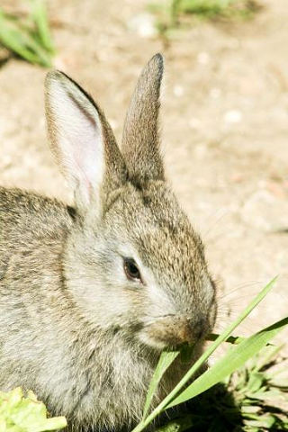 Useful Herbs For Bunnies