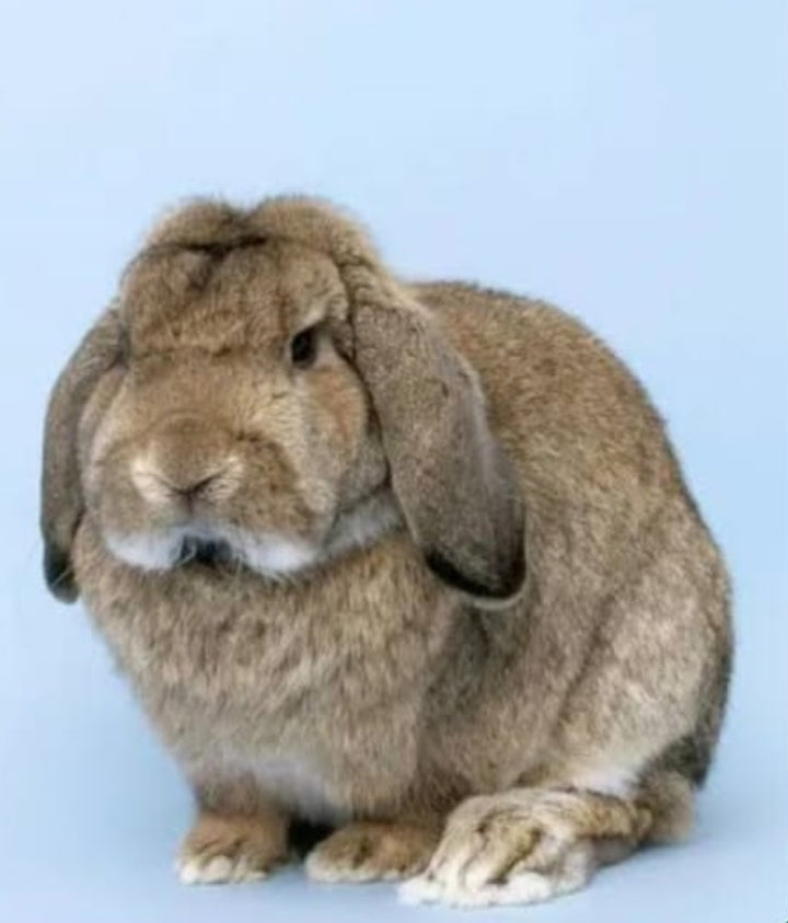 🛑 The Lop Rabbit - Why Your Dream Bunny is a Project (Not a Purebred ...