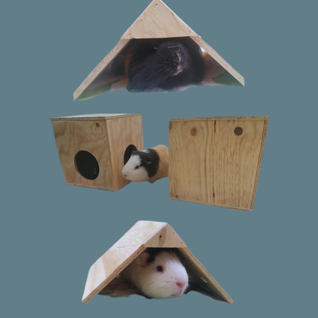 Small Critter Corner