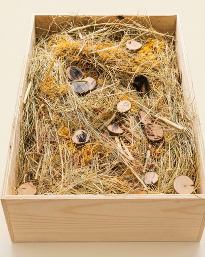 Interactive Forage & Dig Box
