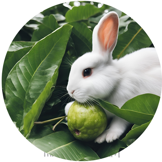 Organic Guava Munchies for Small Pets