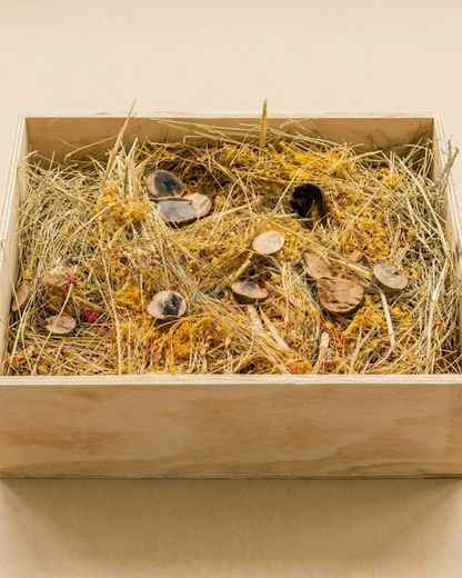 Interactive Forage & Dig Box