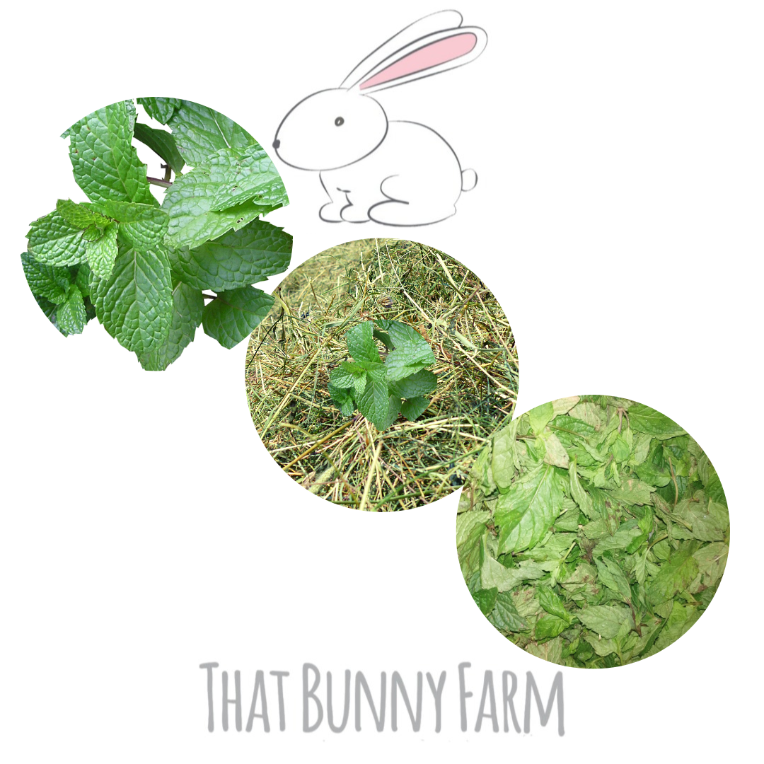 That Bunny Hay ~ Mint