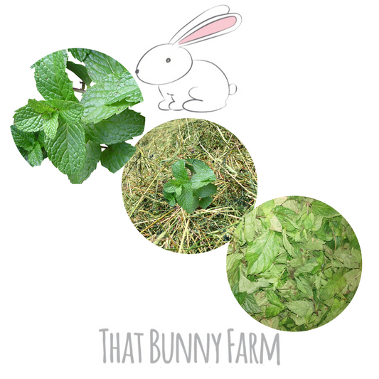 That Bunny Hay ~ Mint