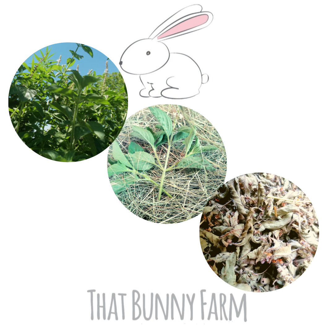 That Bunny Hay ~ Sacred Basil – That Bunny Farm